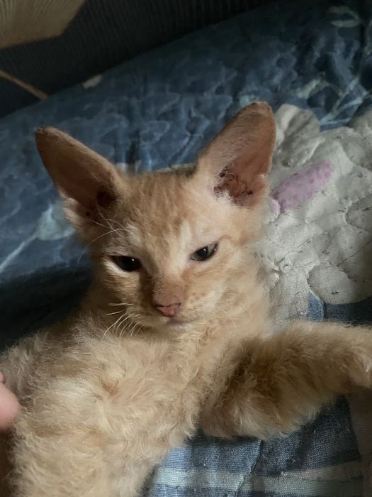 Продам котенка сфинкса