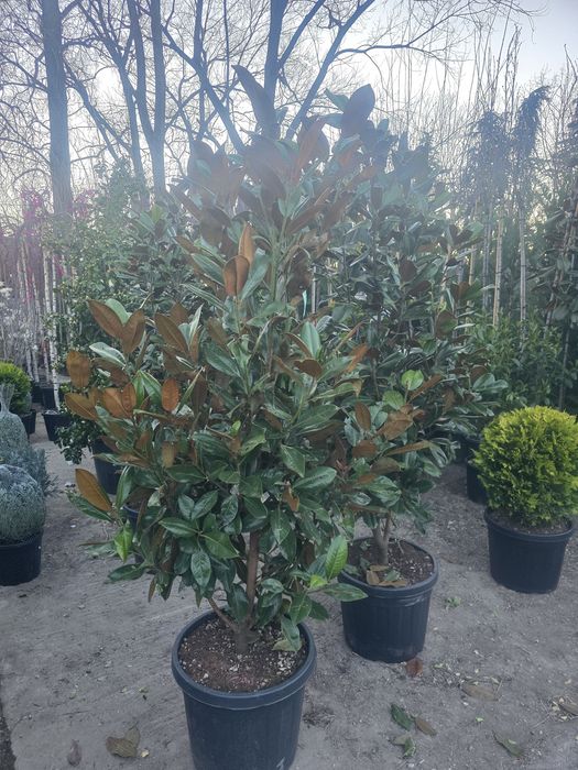 Plante ornamentale pentru gradina