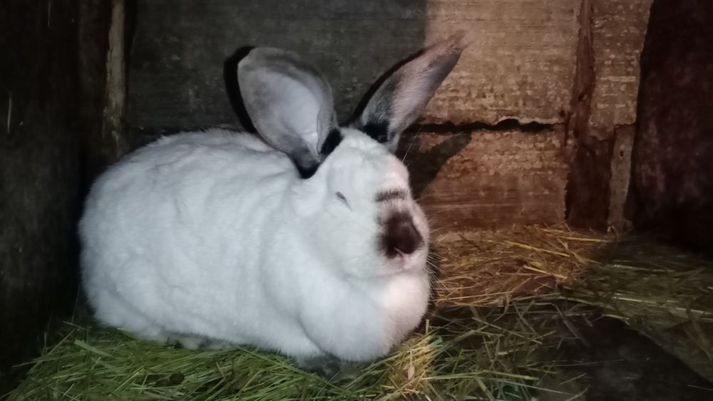 Продам кролиху, Калифорния