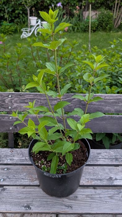 Взрослый куст гортензии Gardenlight Lemonlight (Brightlight)