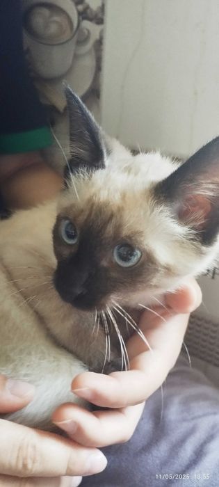 Jinsiy aloqa sanati filmini tomosha qiling