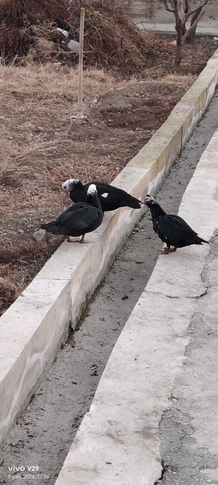 Инаутка ўрдаклар сотилади — 7 ойлик, яхши ҳолатда! 
Соғлом, семиз