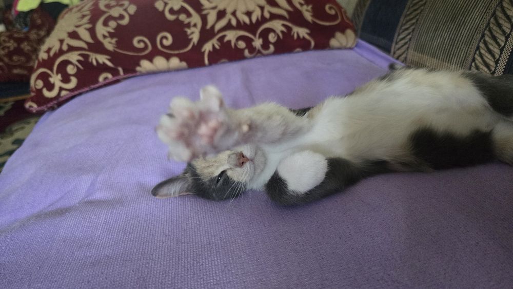 Котёнок в добрые руки