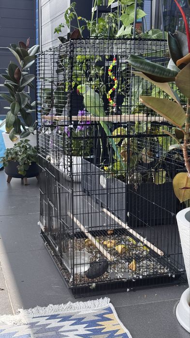 Ожереловый попугай