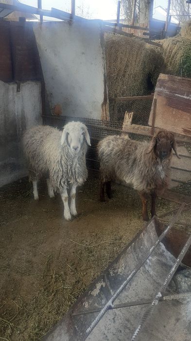 Қой сатылыды семіз тоқты