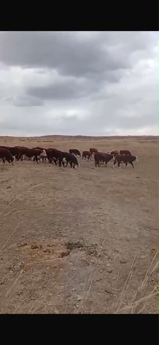 Бычки белоголовые