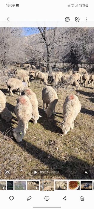 Бараны , койлар .