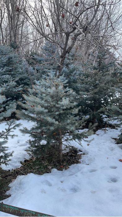 Голубая ель blue deamond, от 1-10 метров