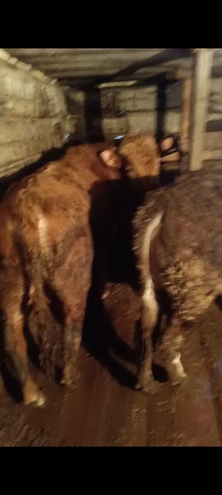 Продам бычков годовалых