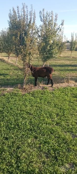 Qoy sotiladi qazoqi quy va gecchi ekzagiyam