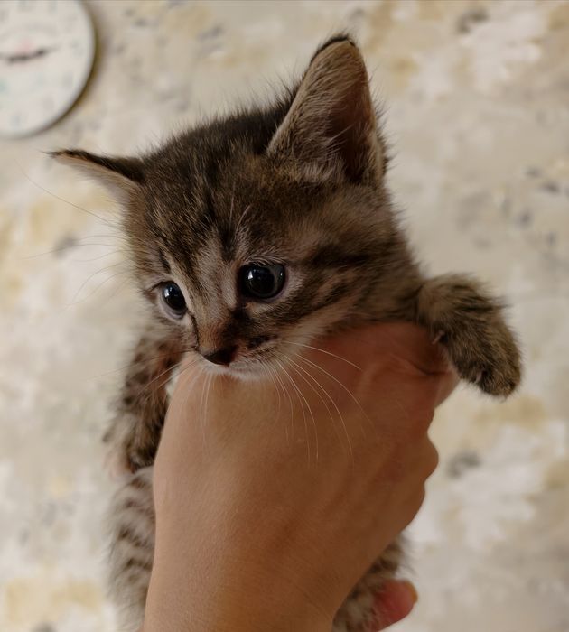 Котята малыши, 1 месяц