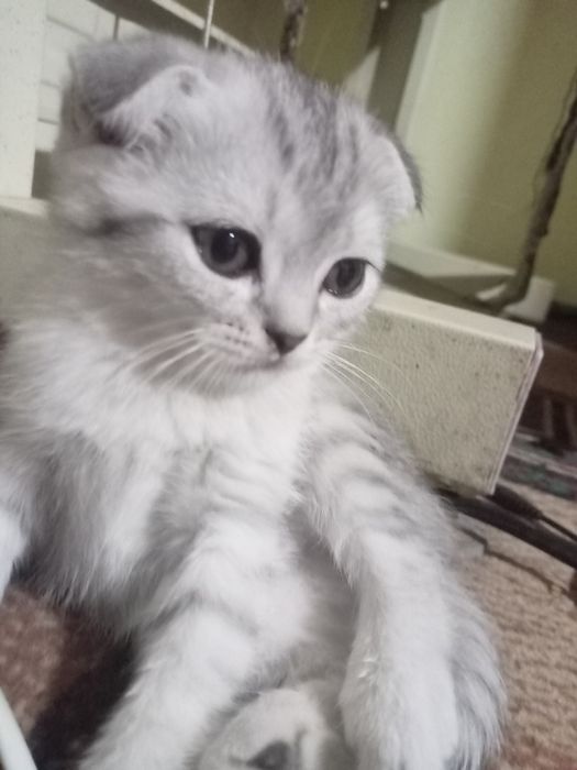 Шиншила кошки продаются