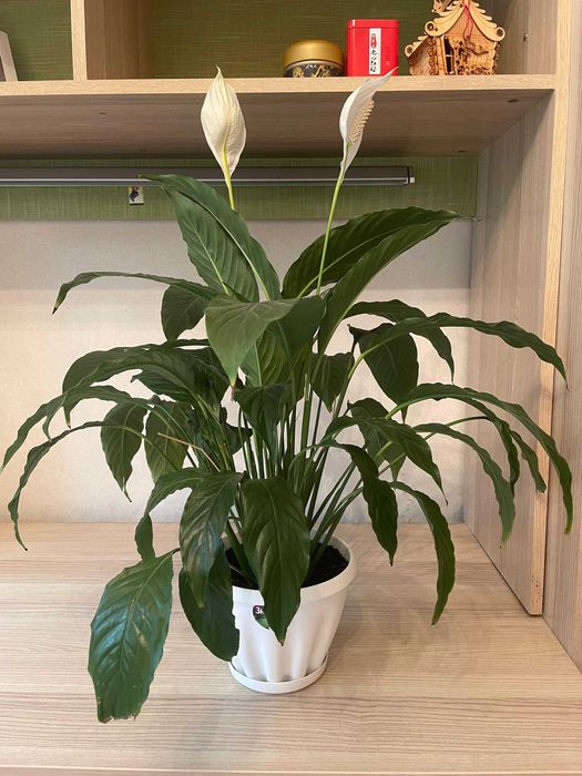 Женское счастье цветы