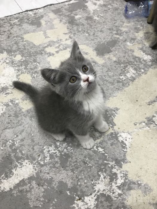 Скоттиш Страйт в хорошие руки