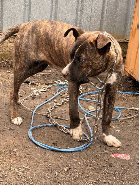 Американский Стаффорд, питбультрер.