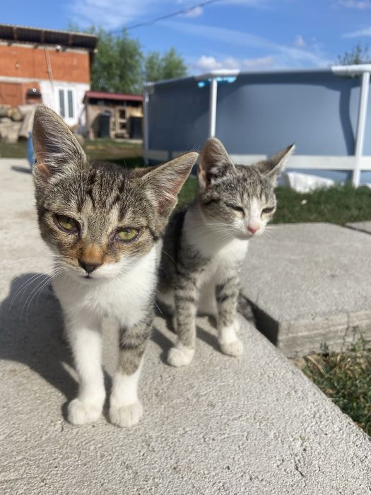 Donez 2 pisici, o fata si un baiat