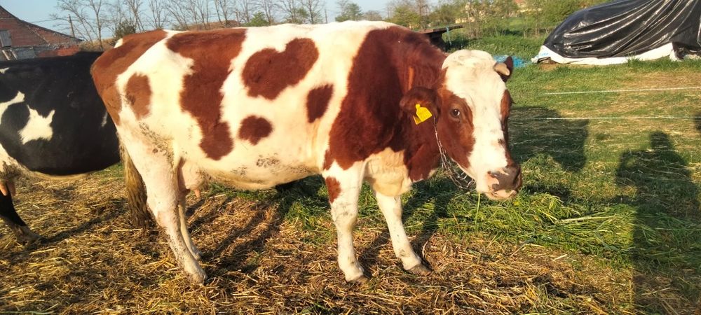 Vaca gestanta 7 luni