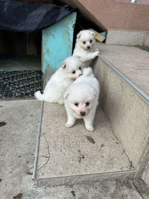 Среден немски шпиц