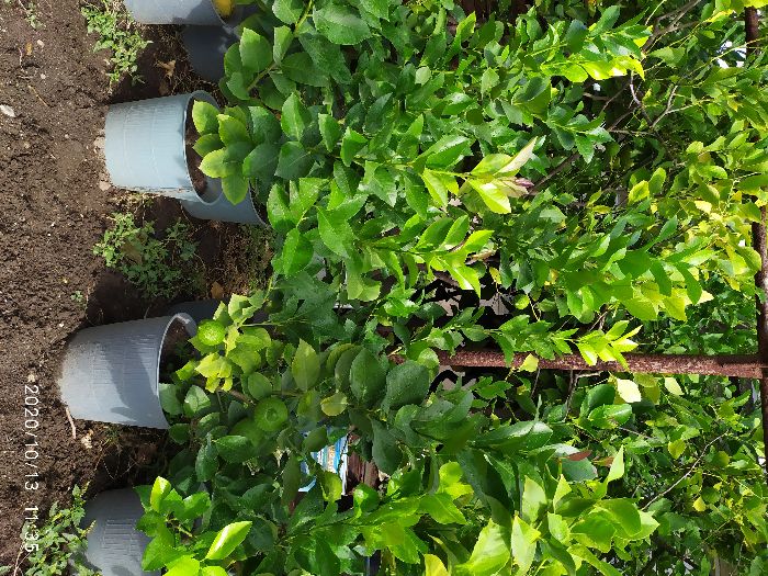 лимонови дръвчета