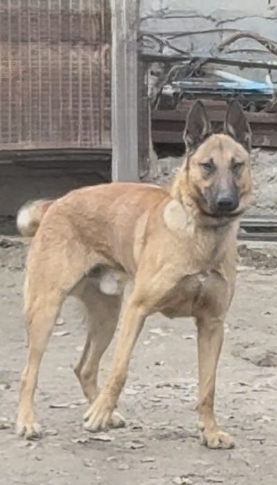 Бельгиская овчарка