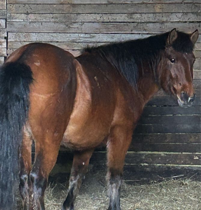 Кобыла Байталка 4 года