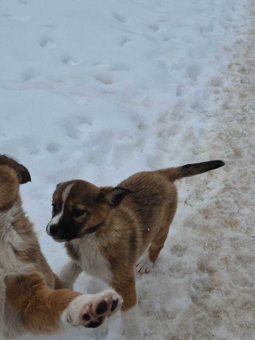 Donez căței vaccinați