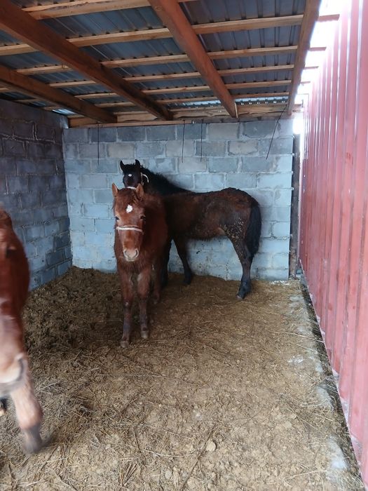 Продам жеребят мальчик