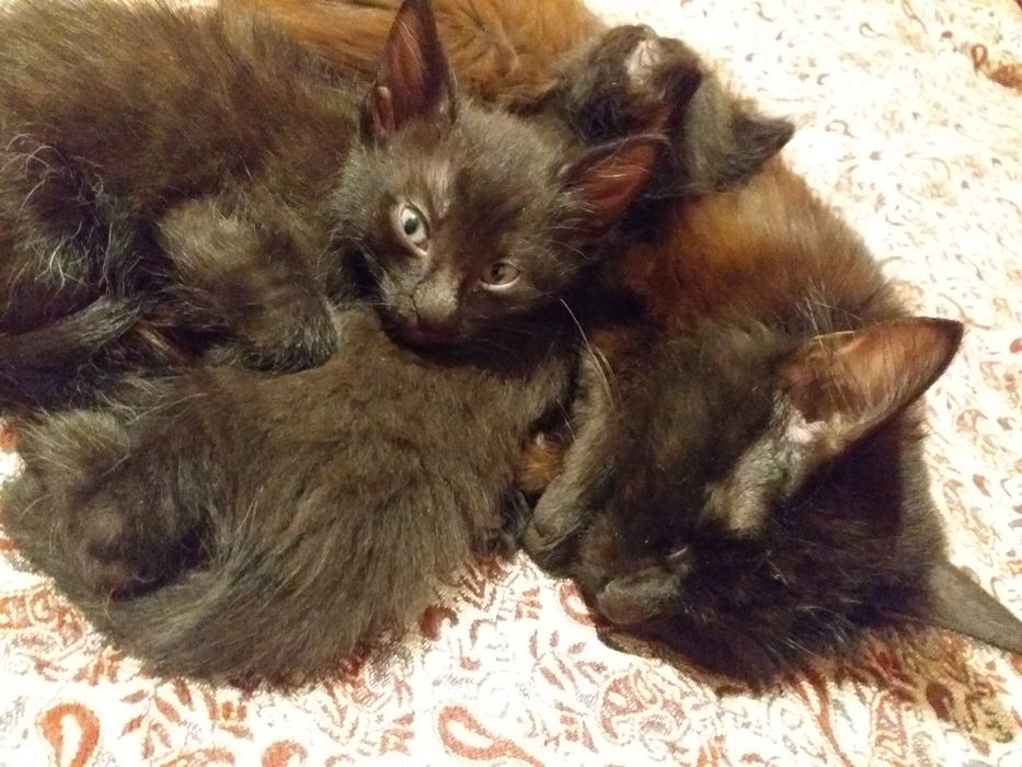 Отдам в добрые руки маленьких мальчишек