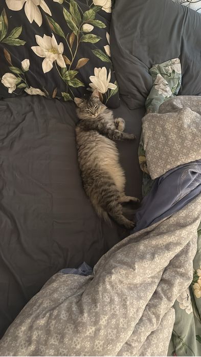 Отдам кошку в хорошие, добрые руки