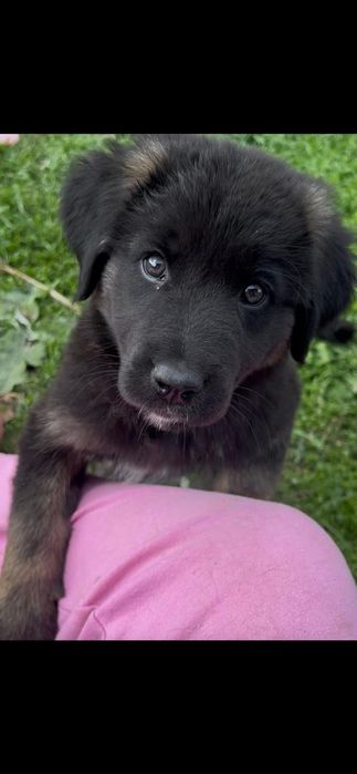 Catei spre adoptie, 2 fetite si 2 baietei