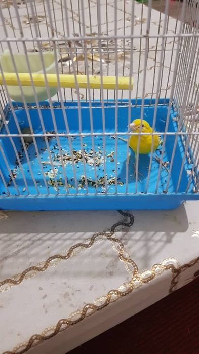 Хар хил турдаги канарейкалар бор шу номер оркали саволлар жав