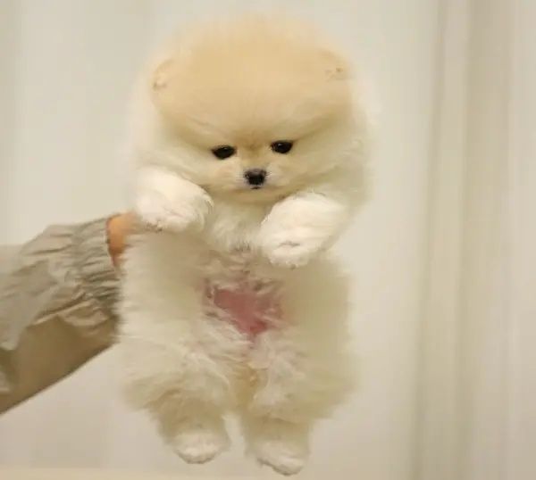 Pomeranian cu pedigree