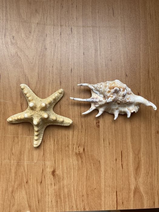 Морска звезда и Рапан