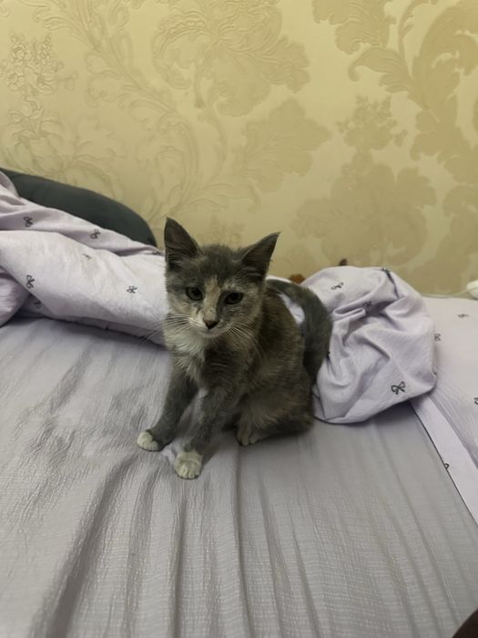 Отдам котёнка в добрые руки.