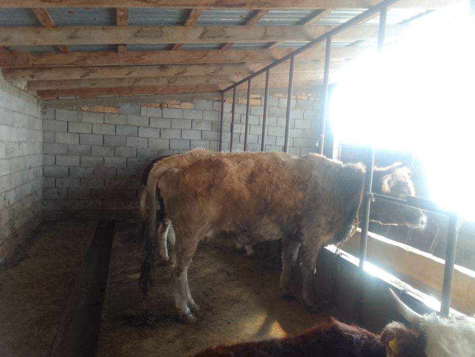 Бордақыланған сиырлар