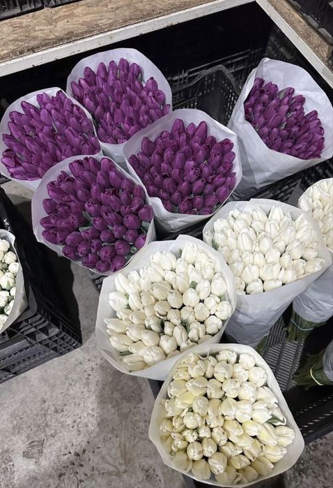 Тюльпаны оптом и в розницу