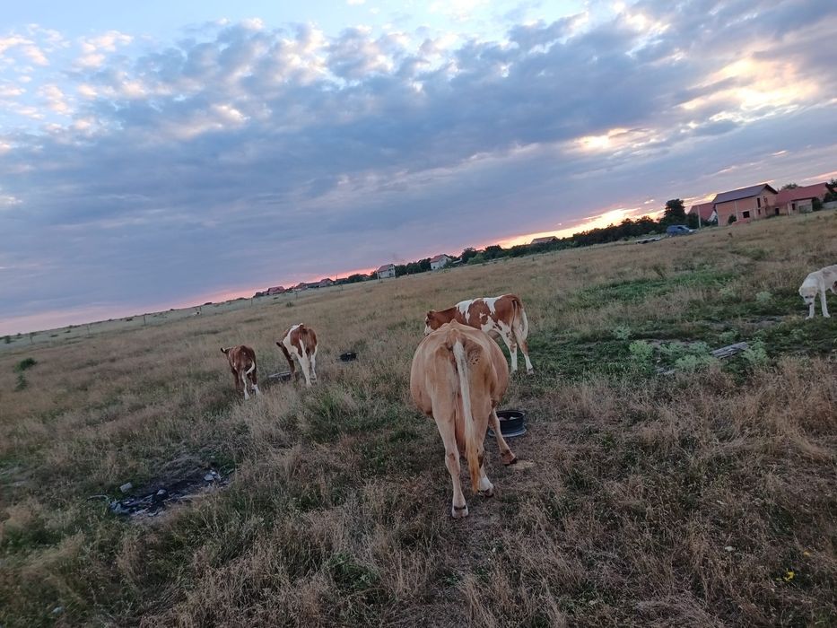 Vând o vacă și trei vițele și un taur