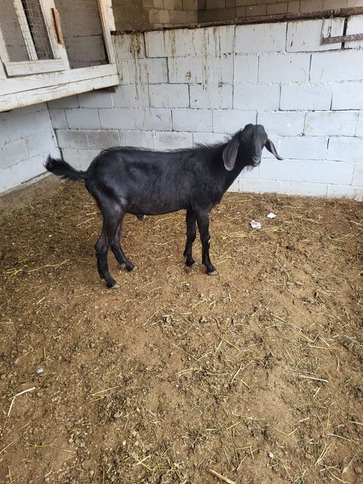 Сатамын теке 55000