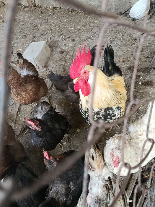 Хороз сотилади продам петухов