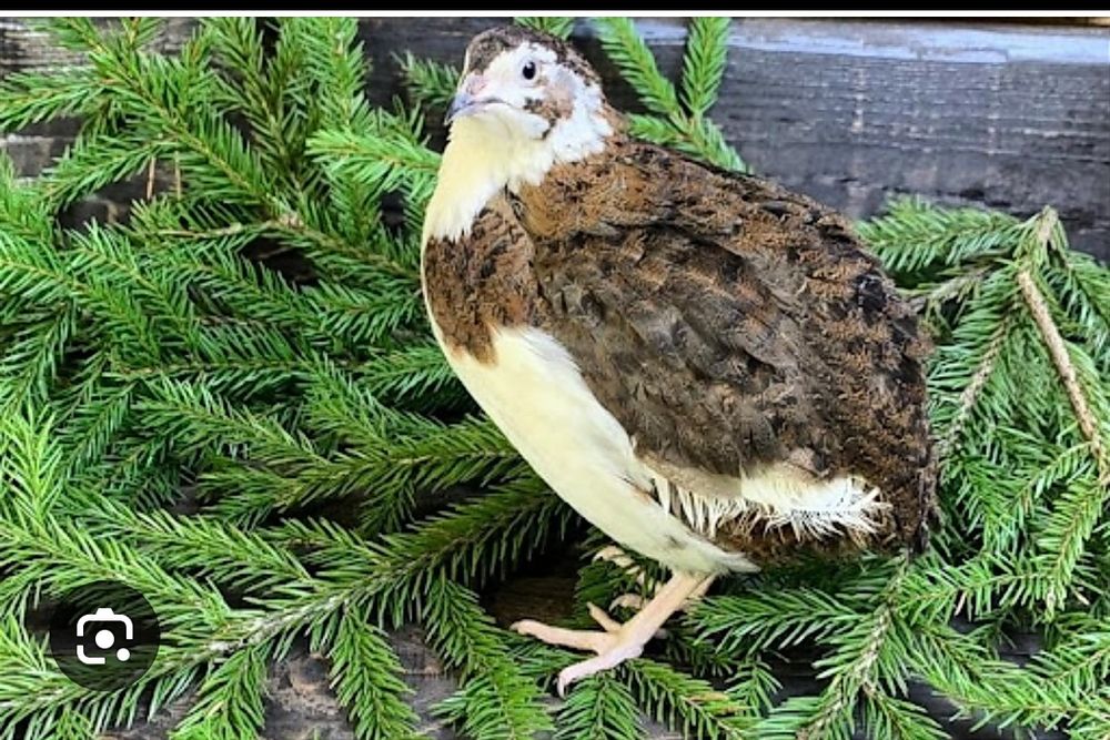 Перепёлки продам