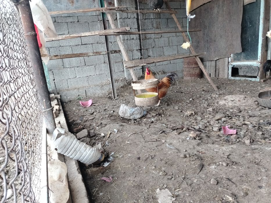 Продаётся петух  шустрый