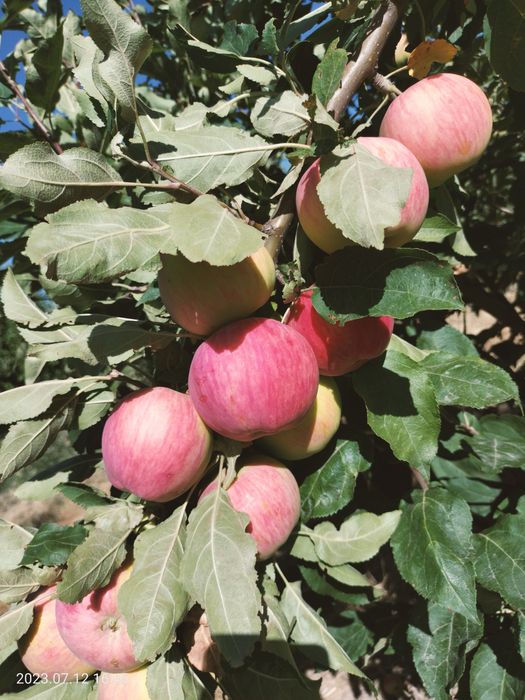 Яблоневый сад