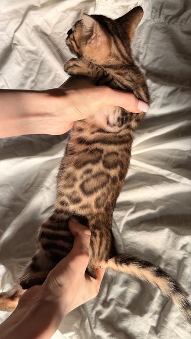 бенгальский котенок