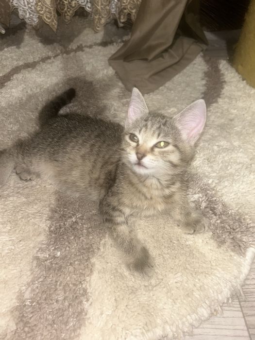 Котята Бесплатно