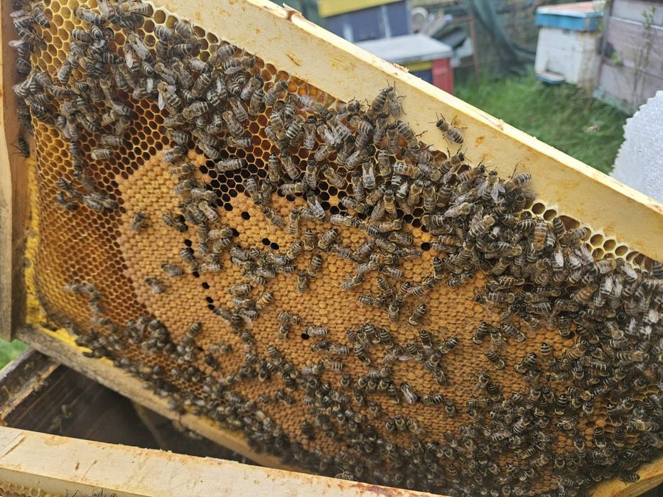 Familii de albine de vanzare