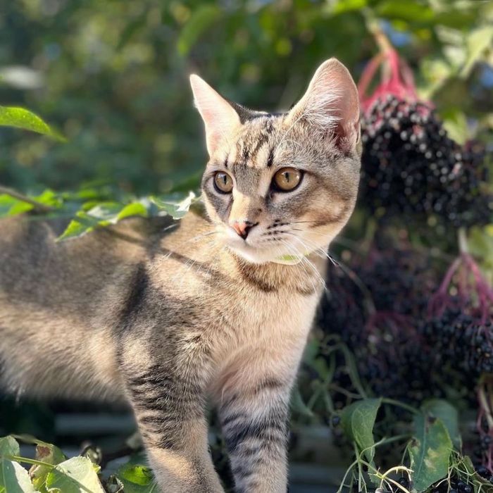 Кот охотник на крыс и мышей