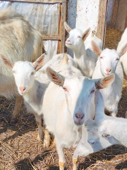 Vând patru ieduțe Saanen