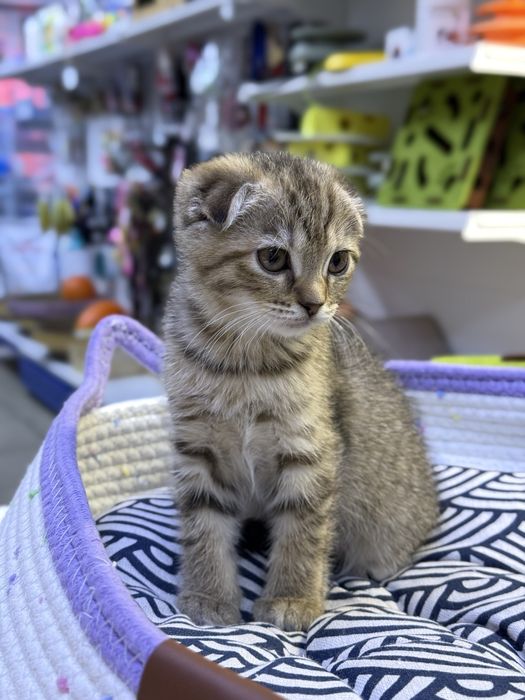 Котята полубританцы, помесь