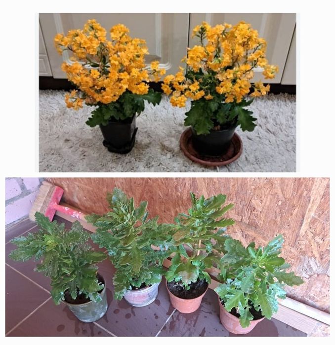 Цветы  комнатные