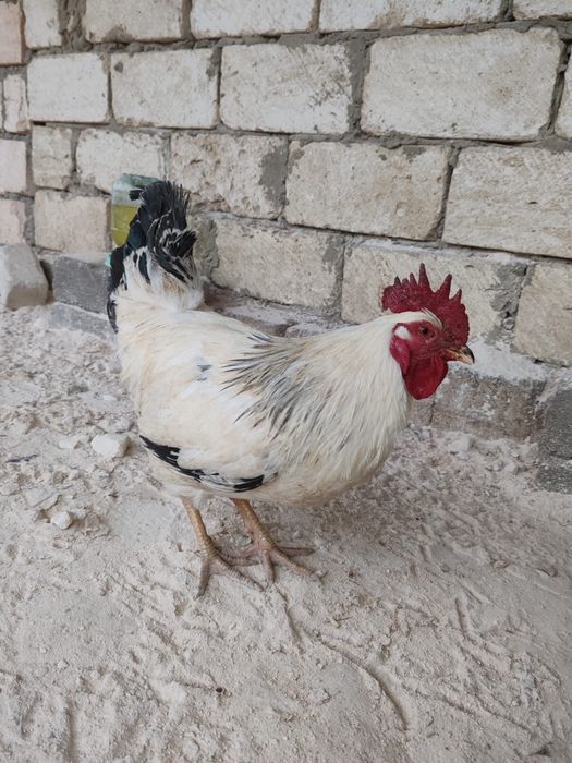 әтеш сатылады 4000 тенге